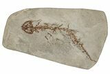 Fossil Salamander (Chelotriton) - Gračanica, Bosnia #278950-1